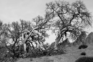 Nature WS - 13.jpg